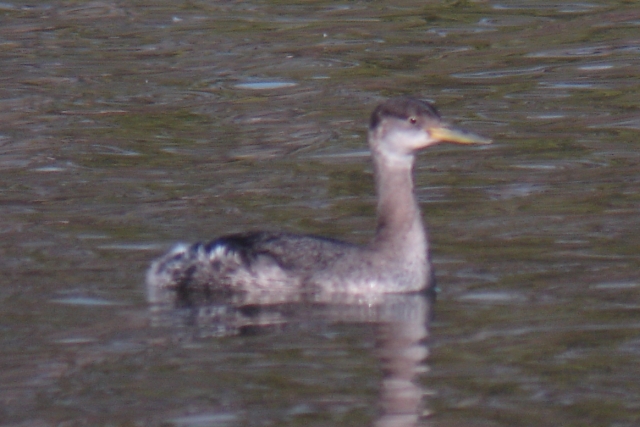 Red-necked Grebe