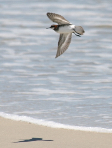Red-necked Phalarope
