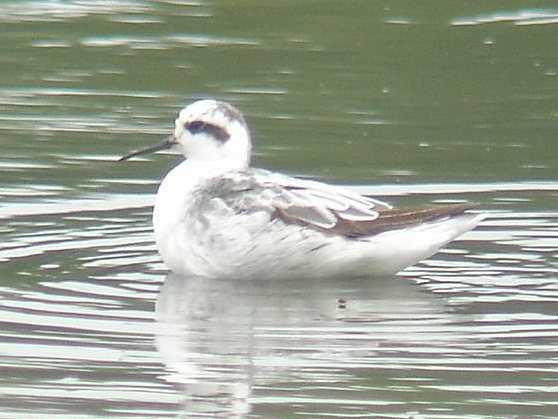 Red-necked Phalarope