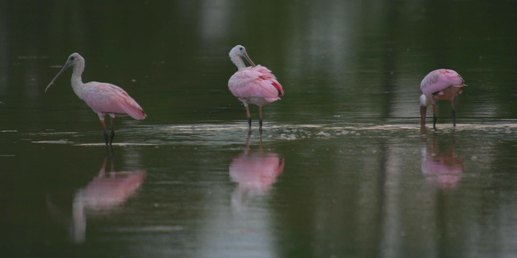 Roseate Spoonbills