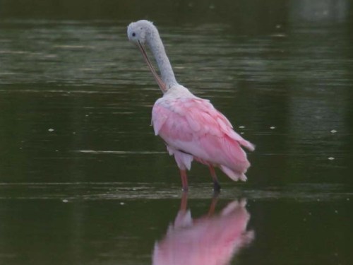 Roseate Spoonbills