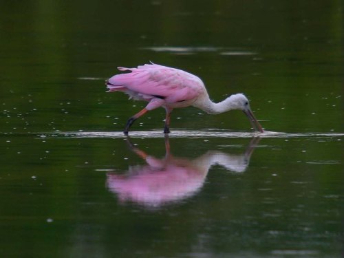 Roseate Spoonbills