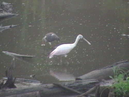 Roseate Spoonbills