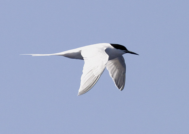 Roseate Tern
