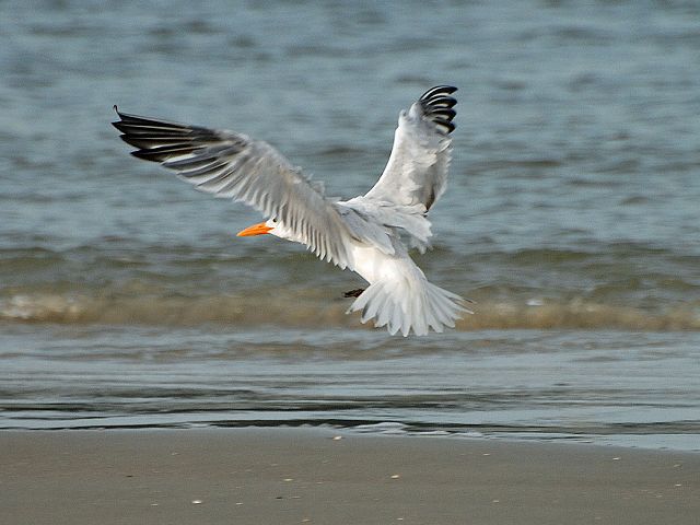 Royal Terns