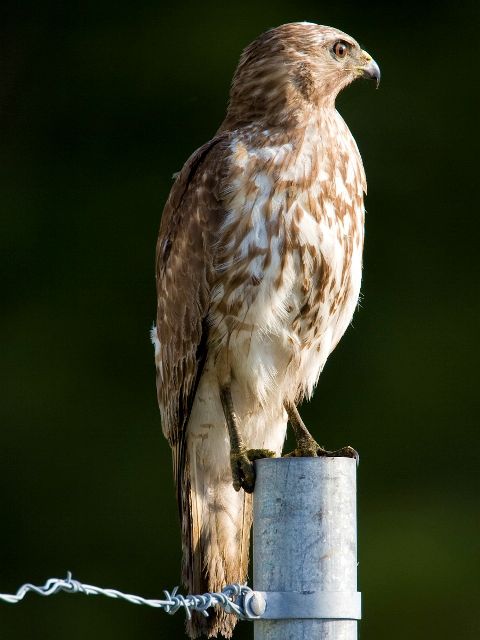 Red-shouldered Hawk