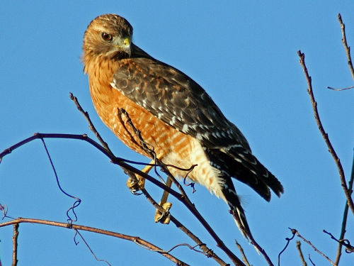 Red-shouldered Hawks