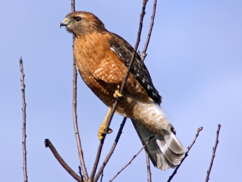 Red-shouldered Hawks