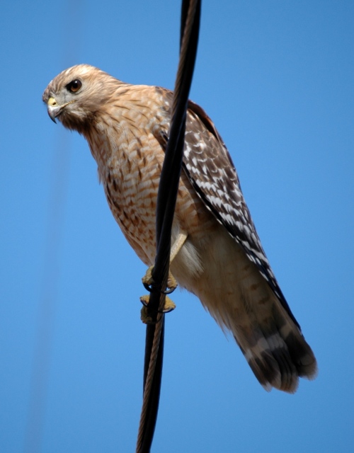 Red-shouldered Hawk