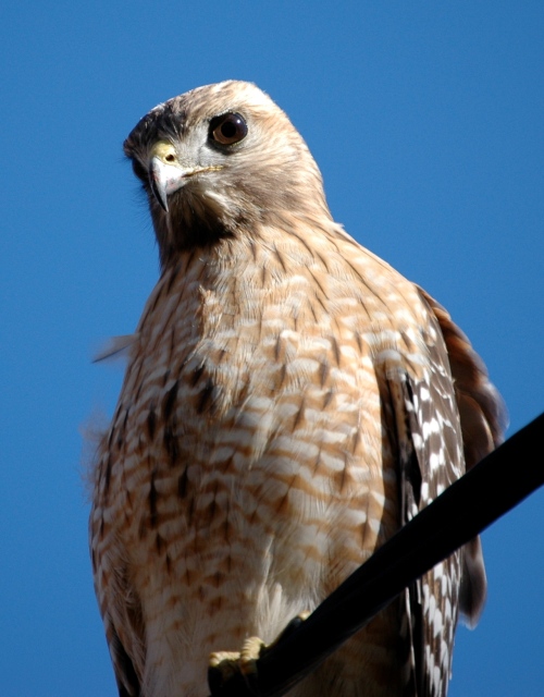 Red-shouldered Hawk