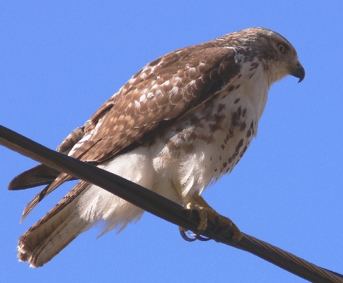 Red-tailed Hawk