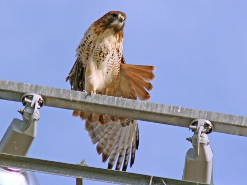 Red-tailed Hawk