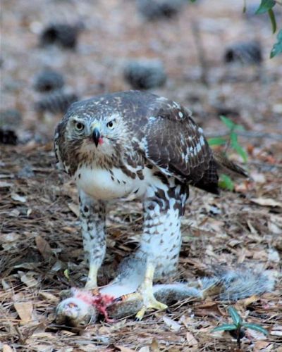 Red-tailed Hawk