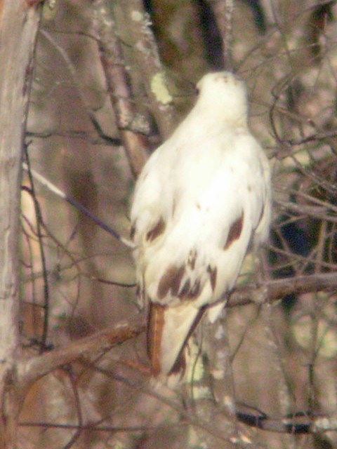 Red-tailed Hawk