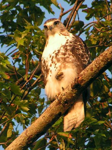 Red-tailed Hawk