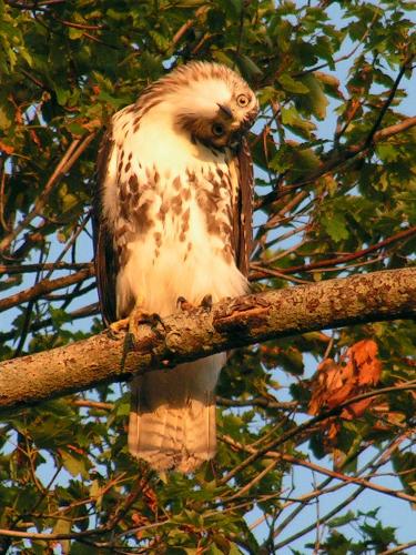 Red-tailed Hawk