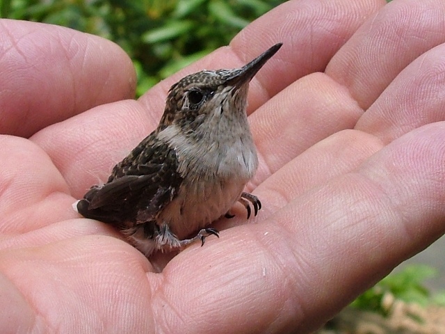 Ruby-throated Hummingbird