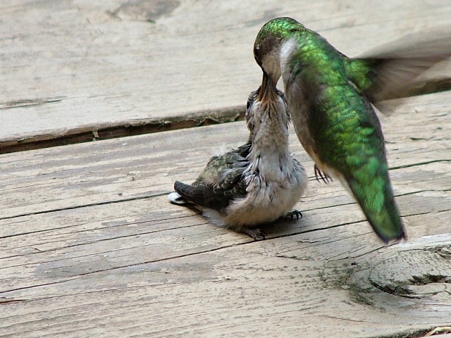 Ruby-throated Hummingbird