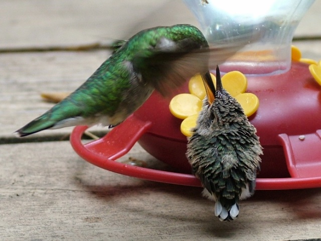 Ruby-throated Hummingbird