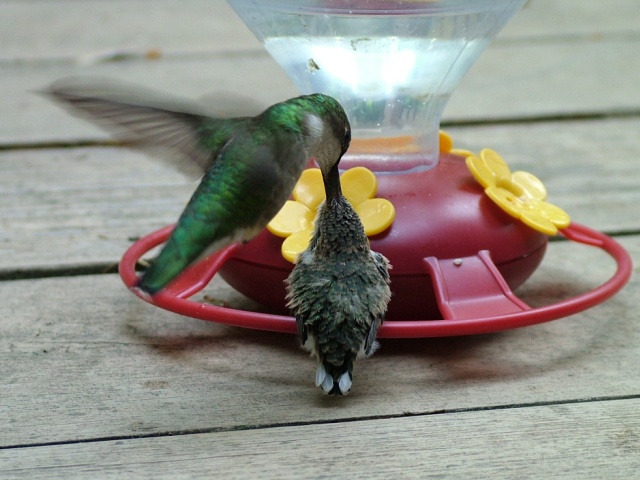 Ruby-throated Hummingbird