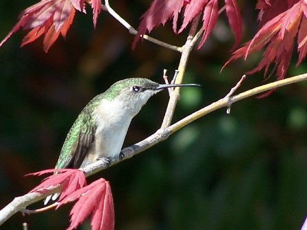 Ruby-throated Hummingbird