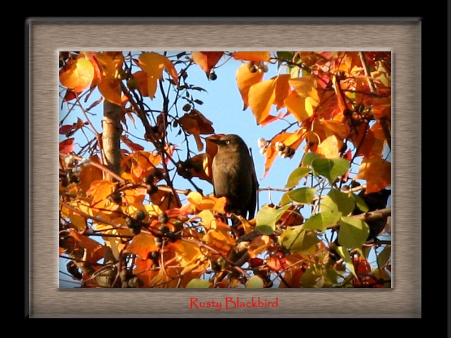 Rusty Blackbird