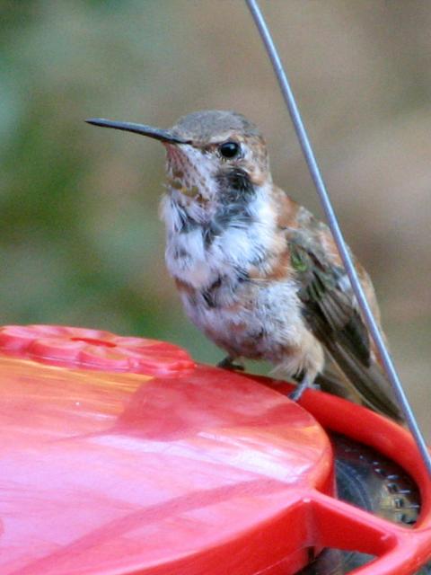 Rufous Hummingbird