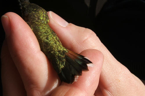 Rufous Hummingbird