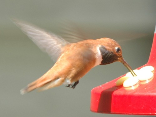 Rufous Hummingbird