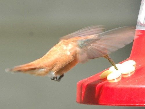Rufous Hummingbird