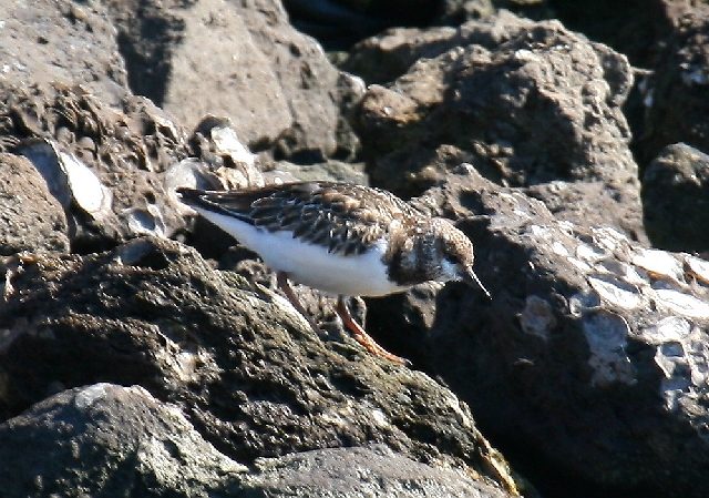 Ruddy Turnstone