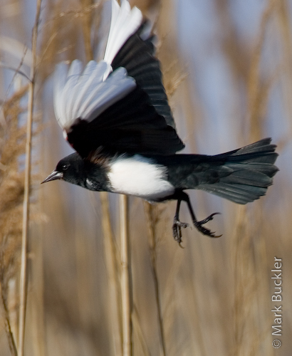 Red-winged Blackbird