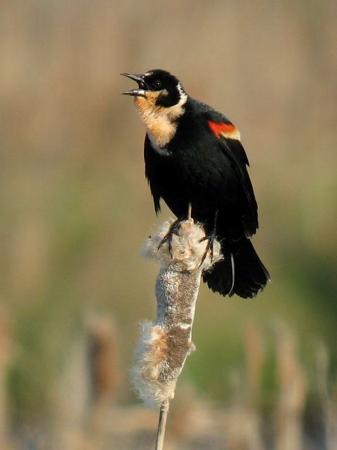 Red-winged Blackbird