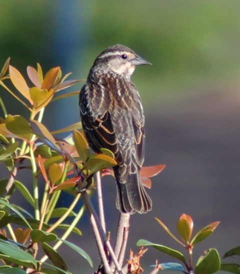 Red-winged Blackbird