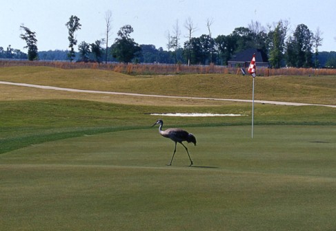 Sandhill Crane