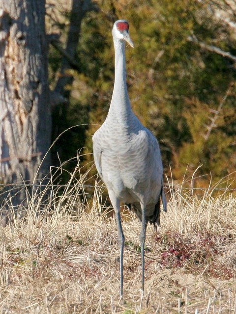 Sandhill Cranes