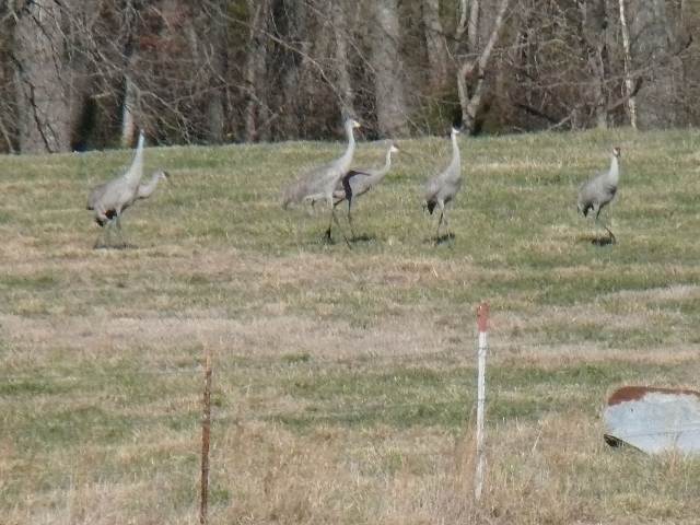 Sandhill Cranes