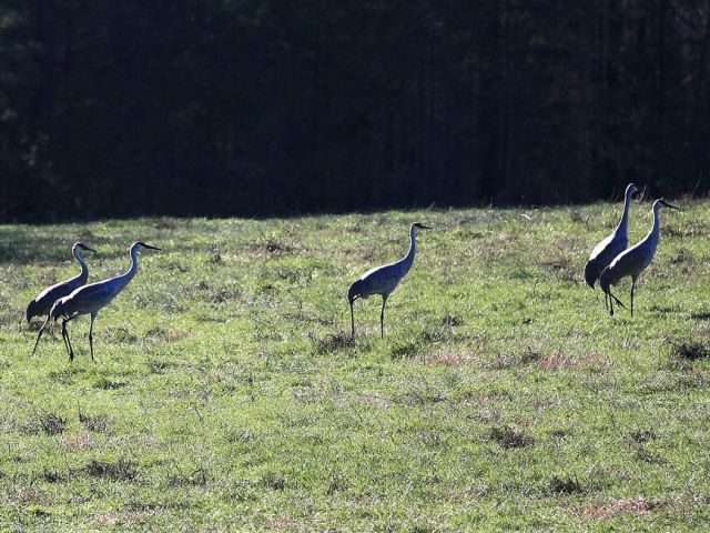 Sandhill Cranes