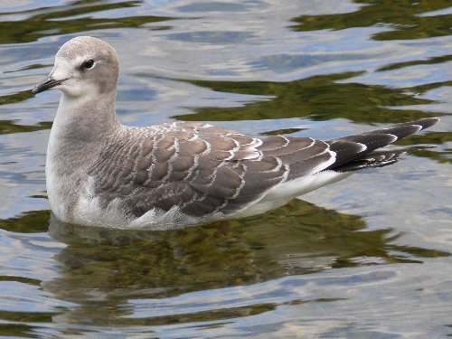 Sabine's Gull