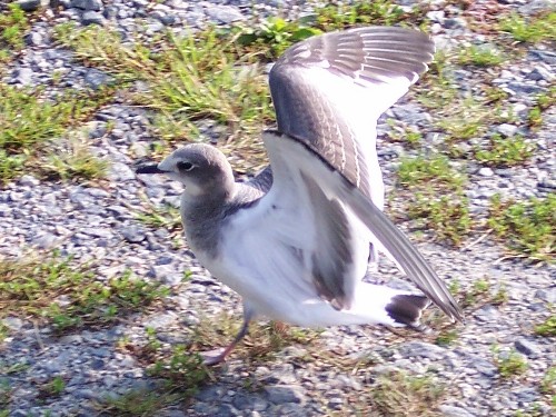 Sabine's Gull