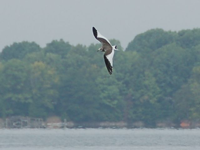 Sabine's Gull
