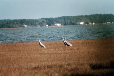 Sandhill Cranes