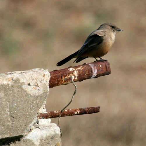Say's Phoebe
