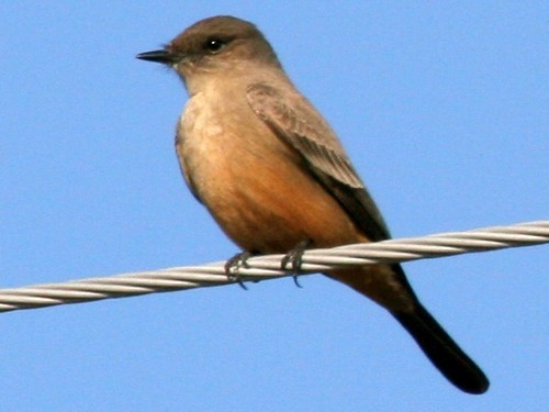 Say's Phoebe