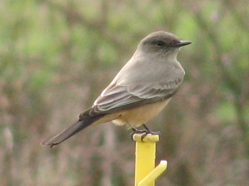 Say's Phoebe