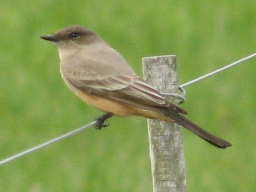 Say's Phoebe