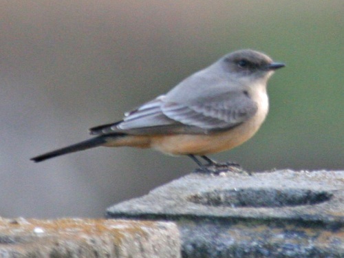 Say's Phoebe