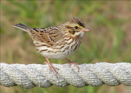 Savannah Sparrows