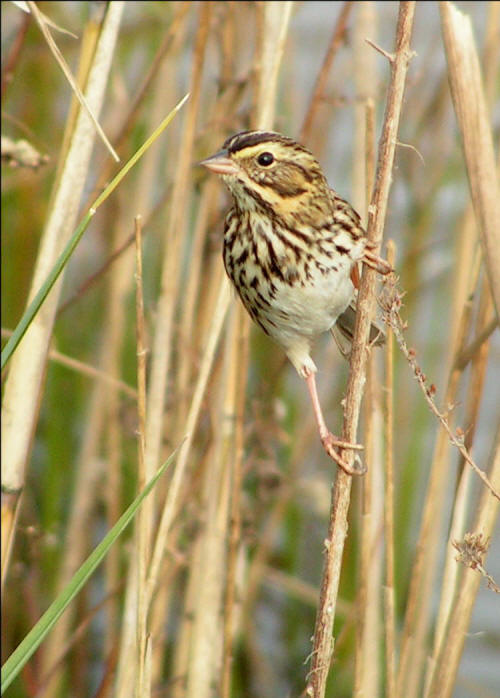 Savannah Sparrows