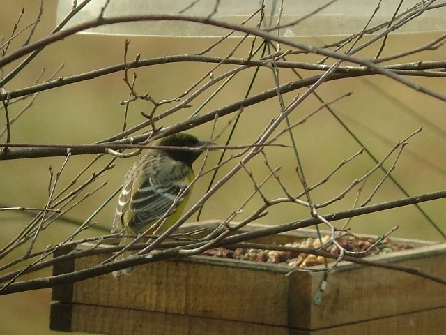 Scott's Oriole